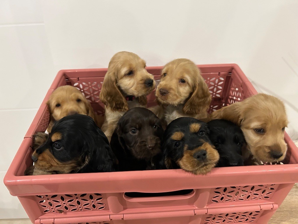 chiot Cocker Spaniel Anglais Von Utica Cocker's