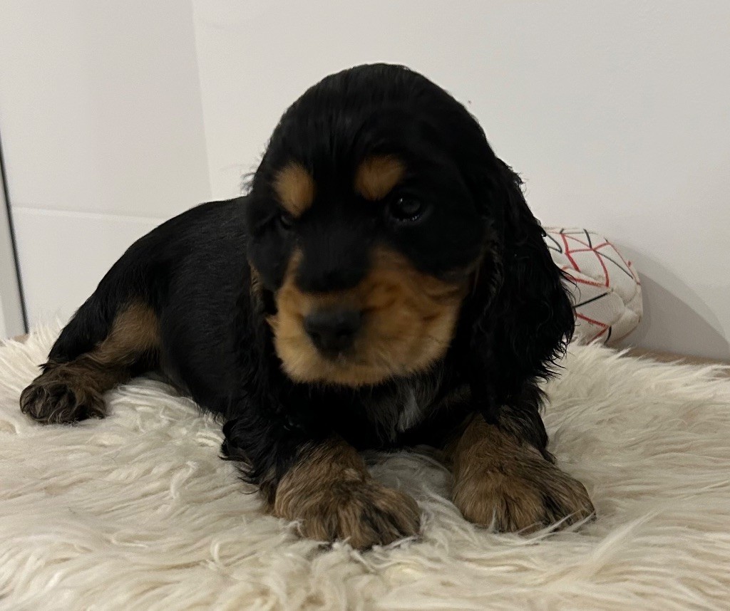 Von Utica Cocker's - Chiot disponible  - Cocker Spaniel Anglais