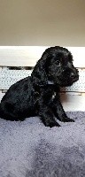 CHIOT