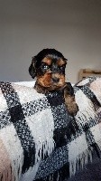 CHIOT