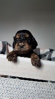 CHIOT