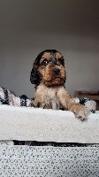 CHIOT