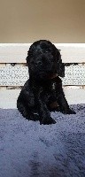 CHIOT